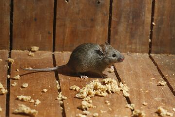 Pest control rodent